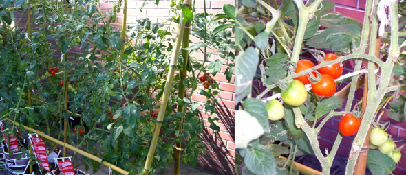 トマトベリーガーデンを玄関で展示栽培